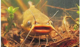 北极鲶鱼爆料视频大全最新,视频大全深度解析